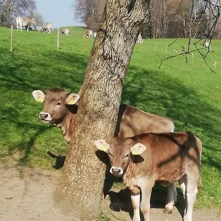 Ferien Auf Dem Billenberghof St. Gallen